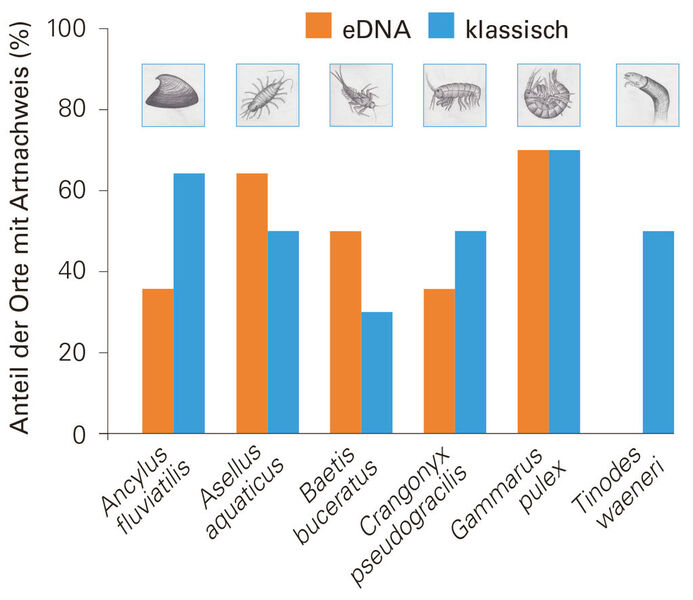 Die eDNA-Methode funktioniert für ein breites Artenspektrum von wirbellosen Kleintieren und liefert teilweise präzisere Ergebnisse als das aufwändige klassische Vorgehen. (Bild: Eawag)