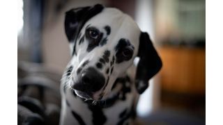 Dogs evolved from highly social ancestors and have been shaped by thousands of years of interacting with humans. (Source: free licensed)