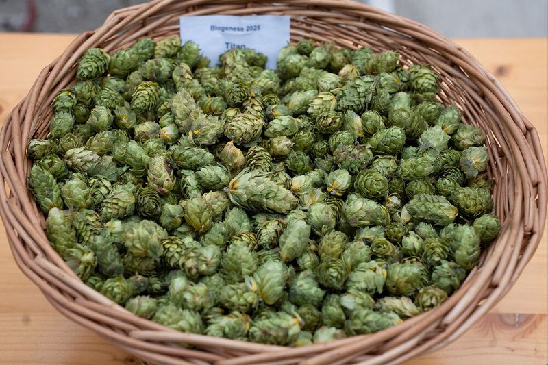 Impressionen der 110. Internationalen Brau- und maschinentechnischen Arbeitstagung in Erding (Bild: VLB Berlin/Eva Wiesgrill)