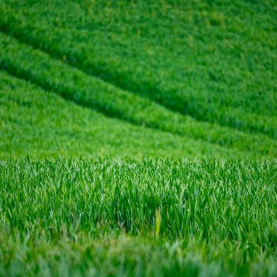 Decades of PFAS-laced sewage sludge, once spread on farms as fertilizer, have left millions of acres of American cropland contaminated with “forever chemicals”. (Source: frei lizenziert)