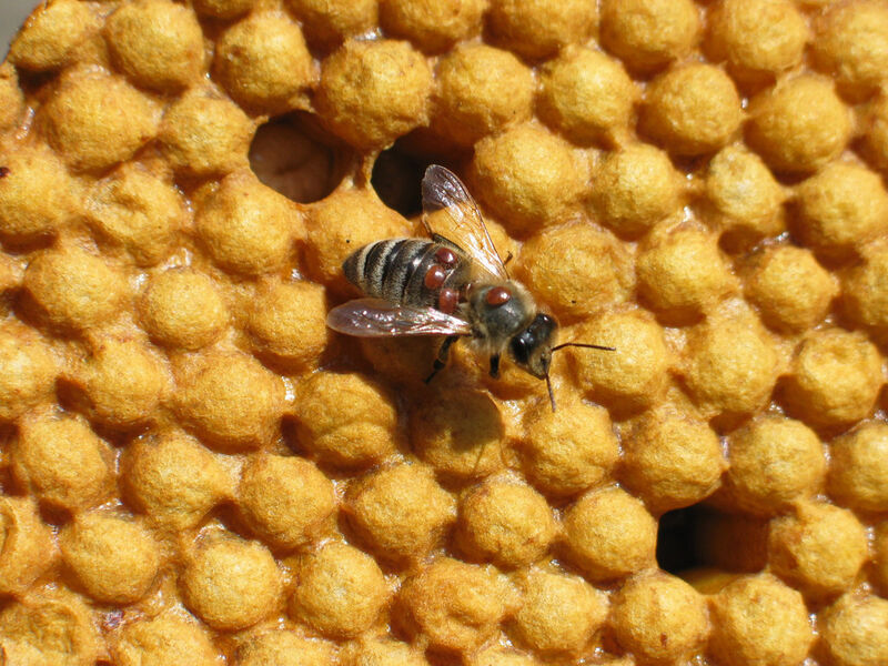 Biene mit Varroamilben (Bild: Bayer Animal Health GmbH)