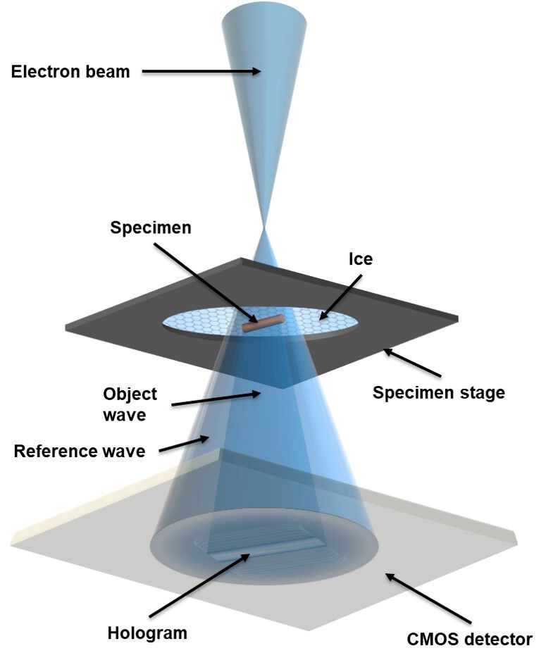 In holographic imaging mode, the electron beam encompasses the whole sample, forming a reference wave and an object wave. These waves then interfere with each other to form a hologram, which is recorded by a detector.