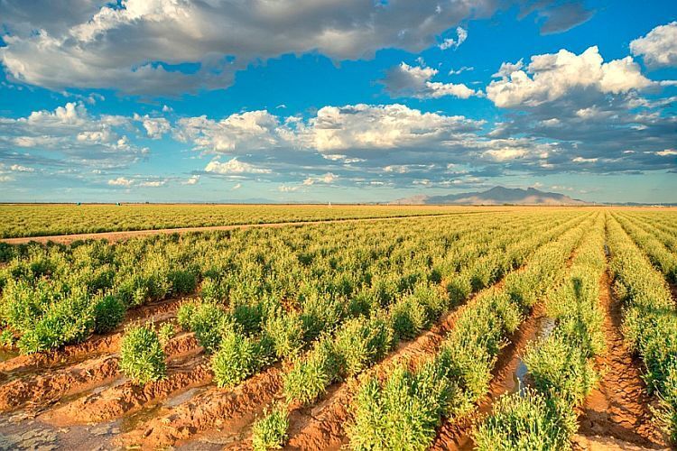 Guayule wächst in trockenen Regionen und tritt nicht in Konkurrenz zur Lebensmittelproduktion. (Bridgestone)