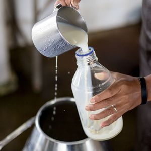 Abb.2: Eine Milchprobe wird für die Analyse im Labor abgefüllt (Symbolbild).(Bild:  ©sinhyu - stock.adobe.com)