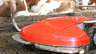 Im Kuhstall treibt sich ein Roboter herum. (Bild: Schauer Agrotronic)