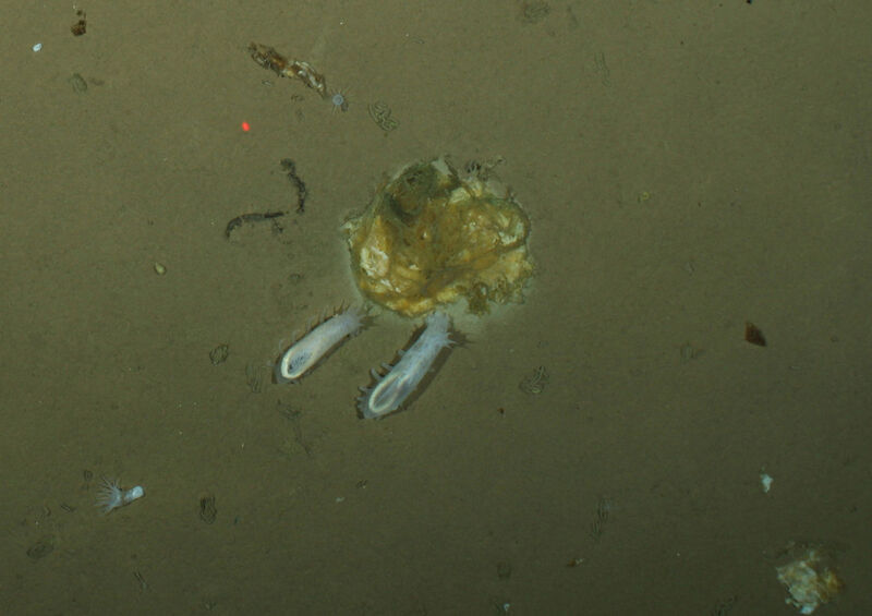 Abb. 2: Seegurken fressen die Eisalgen, die von der Unterseite des Meereises auf den Meeresgrund gesunken sind. (Bild: Antje Boetius, Alfred-Wegener-Institut)