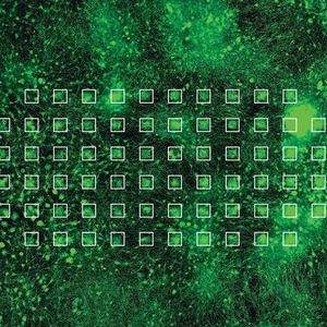 Neuronen, die auf einem MEA gewachsen sind und ein Netzwerk gebildet haben (grün). Die einzelnen Elektroden der MEA sind mit weissen Quadraten hervorgehoben.