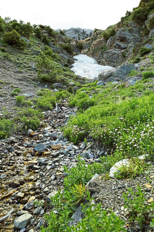 Bergregionen wie das südgriechische Taygetos-Gebirge, bieten das größte Vorkommen von Heilpflanzen – und sind gleichzeitig am stärksten durch die Klima- und Biodiversitätskrise bedroht(Bild:  Theodoridis / Senckenberg)