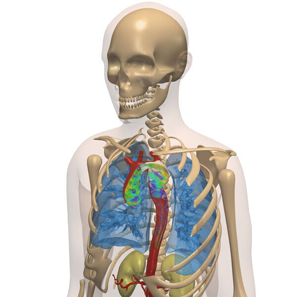Simulation innerer Organe im Brustkorb.