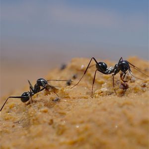 Die Wüstenameise Cataglyphis fortis lebt in kargen Salzpfannen im wüstenhaften Süden Tunesiens. Wenn sie von der Nahrungssuche in ihr Nest zurückkehrt, vollbringt sie eine navigatorische Meisterleistung. 