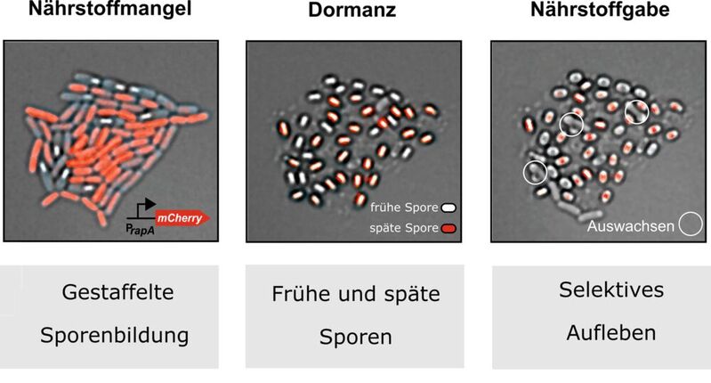 Sporenbildung ist ein mehrzelliger Prozess. Links: Gestaffelte Sporulation; Mitte: Frühe und späte Sporen; rechts: Selektives Aufleben. Die Sporen entstehen zeitlich gestaffelt aus einer Vorläuferzelle über einen Zeitraum von mehreren Tagen. Die einzelne Zelle entscheidet in jedem Zellzyklus, ob sie sich nochmals teilt oder die Sporulation einleitet. Nach vier Tagen sind (fast) alle Zellen sporuliert und gemäß ihres Sporulationszeitpunkts kann man „frühe“ und „späte“ Sporen unterscheiden.