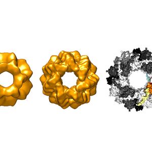 (Bild: Tilly Fleckenstein / TUM)