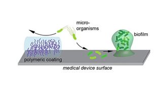 Mit Polymer-Beschichtungen lässt sich verhindern, dass Bakterien auf Oberflächen anhaften und dort Biofilme bilden. (Bild: Berking et al., Wiley-VCH, Angewandte Chemie, https://doi.org/10.1002/anie.202308971)