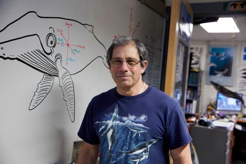 Inspiriert von den Unebenheiten an der Vorderseite der Brustflossen (Flippern) von Buckelwalen entwickelte Frank Fish und sein Team ein neues Konzept für Rotorblätter in Windturbinen und Ventilatoren.  (EPO)