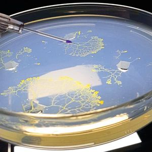 Der Schleimpilz Physarum polycephalum besteht aus einer einzigen biologischen Zelle. Mittels Mikroinjektion wird die Strömung in Physarum farblich markiert. 
Forscherinnen der TUM und des MPI-DS haben nun herausgefunden, wie er – auch ohne Nervensystem oder  Gehirn – Informationen speichert. 