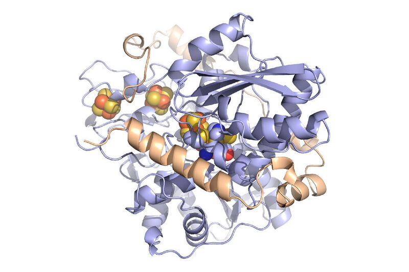 Strukturbild der Hydrogenase aus Desulfovibrio desulfuricans: In seinem aktiven Zentrum sorgt ein Eisen-Schwefel-Cluster für die Oxidation des Wasserstoffs zu Protonen bzw. die Reduktion von Protonen zu Wasserstoff.  (Dr. James Birrell / MPI CEC)