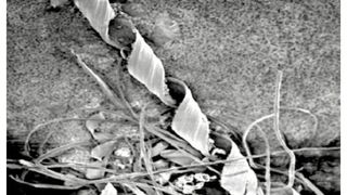 Bild 1: Je nach Entstehung unterscheiden sich Schmutzpartikel in der Morphologie, im Werkstoff oder in der Größe. (Archiv: Vogel Business Media)