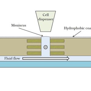 Querschnitt durch eine Sensoröffnung im Biosensor.