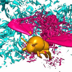 Der Sommer ist da und bringt auch für die Bienen ein großes Nahrungsangebot. Auf ihrem Flug zeigen sie die ganze Klaviatur an akrobatischen Flugkunststückchen.