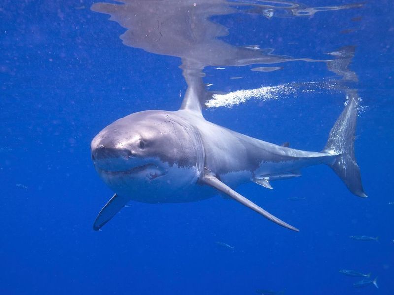 Scheinbar ohne großen Kraftaufwand gleiten Haie mit hoher Geschwindigkeit durch das Wasser. Mikroskopisch kleine Rillen auf ihrer Haut verhelfen ihnen zu dieser bemerkenswerten Geschwindigkeit.  (Great White Shark / Elias Levy / CC BY-SA 2.0)