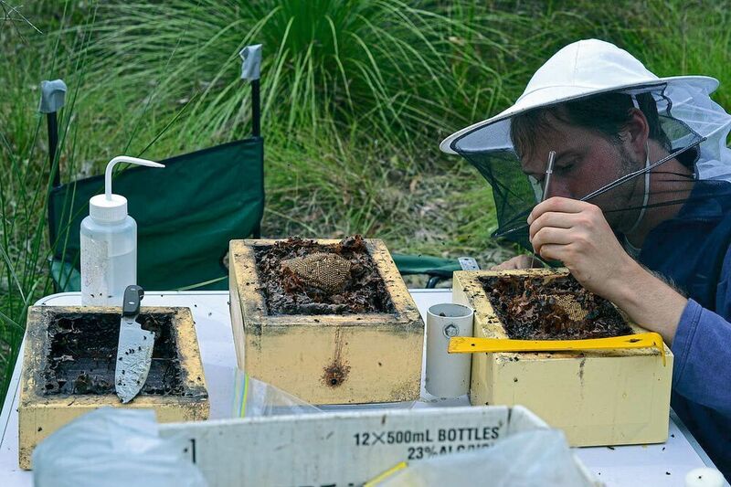 Benjamin Kaluza misst den Brutumfang der sozialen Bienenart „Tetragonula carbonaria“. (Sara Leonhardt)