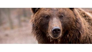 Braunbären tragen Erbgut des ausgestorbenen Höhlenbären in sich. (Symbolbild) (gemeinfrei)