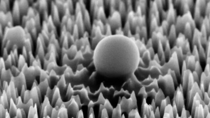 A virus cell on the nano spiked silicon surface, magnified 65,000 times. After 1 hour it has already begun to leak material.(Source:  RMIT)