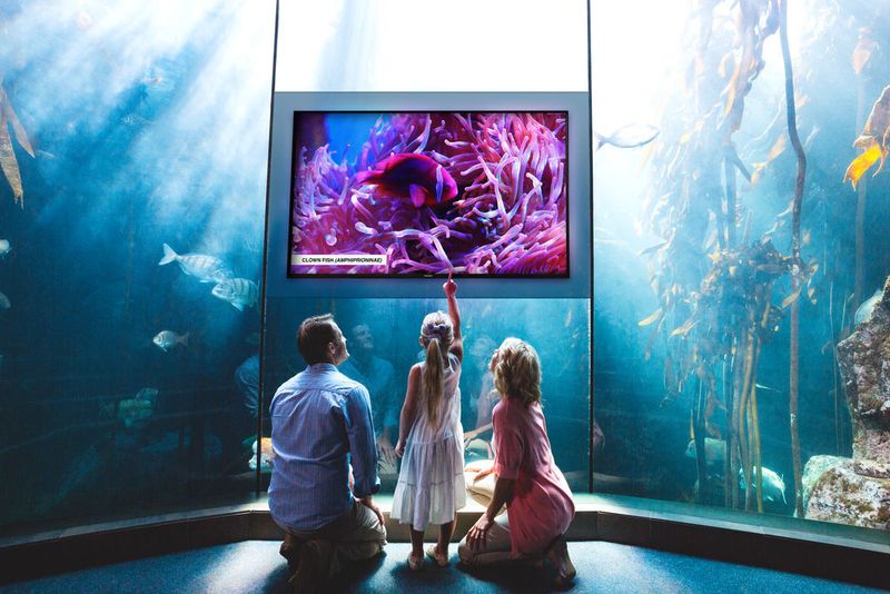 Eine Messeneuheit aus der D-Line von Philips ist das 65-Zoll-Display 65BDL4150D mit 10-Bit-Panel und 4K-Auflösung. Es ist zudem mit einem schnelleren SoC und Android 7 ausgestattet.  (Philips PDS)