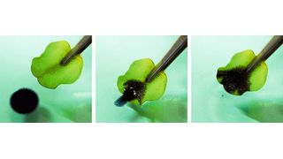 Ein Rohöltropfen auf einer Wasseroberfläche wird sekundenschnell von einem Blatt des Schwimmfarnes Salvinia adsorbiert und aus dem Wasser gezogen.  ( W. Barthlott, M. Mail/Uni Bonn)