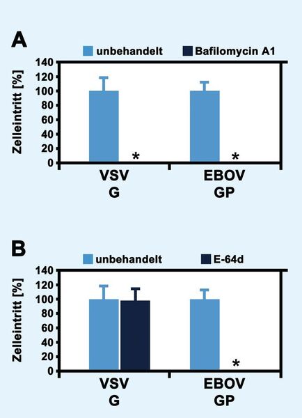Abb.3: pH-Wert-abhängiger Zelleintritt von Virus-Pseudotypen: VSV-Pseudotypen mit VSV G- oder EBOV GP-Hüllproteinen wurden zur Beimpfung von Vero E6-Zellen benutzt, welche zuvor mit Bafilomycin A1 (A) oder E-64d (B) vorbehandelt wurden (unbehandelte Zellen dienten als Kontrolle). Die Effizienz des Zelleintritts der Virus-Pseudotypen wurde durch Quantifizierung der viral kodierten Luziferase ermittelt und die daraus resultierenden Daten normalisiert. Zudem wurde die statistische Signifikanz der Daten mittels t-Test bestätigt (*: p < 0,05). (Sartorius AG)