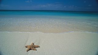 IBM-Lotus- und SAP-Kunden dürfen gespannt sein, was „Atlantic“ hervorbringt (Archiv: Vogel Business Media)