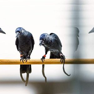 (© Damian Gorczany)