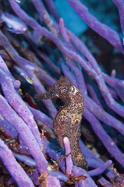 Auch kleine Meeresbewohner faszinieren den geübten Taucher Markus Horn. (Bild: Markus Horn)