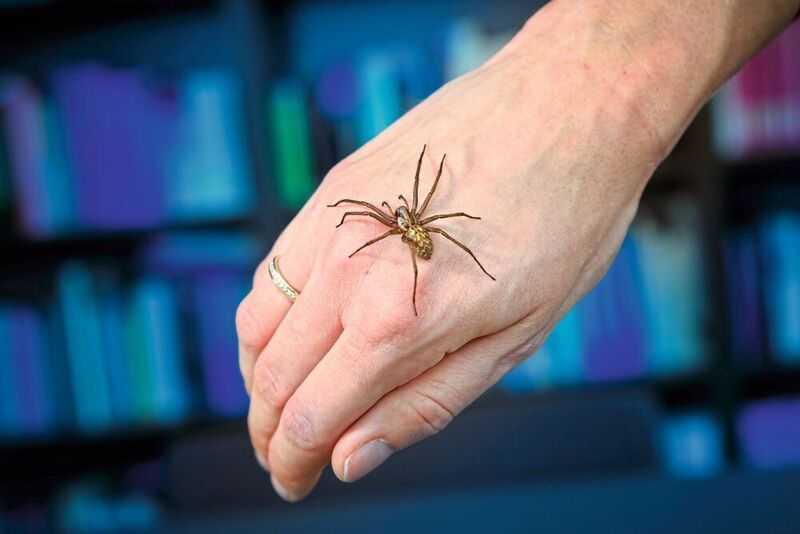 Am Ende der Therapie trauen sich viele Patienten sogar, eine Spinne in die Hand zu nehmen. (Roberto Schirdewahn)