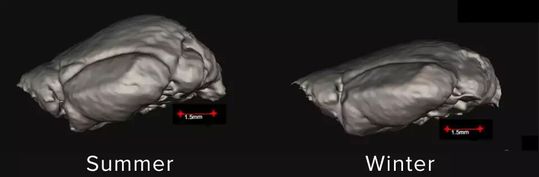 3D-Rekonstruktion des großen Sommergehirns (links) und des geschrumpften Wintergehirns (rechts) derselben Spitzmaus, abgebildet mit MRT am lebenden Tier.(Bild:  © Dominik von Elverfeldt / University of Freiburg)