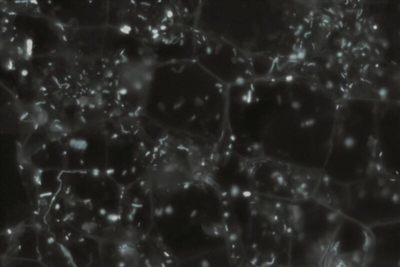 A microscopic image of mixed bacteria from environmental samples. (David VanInsberghe)