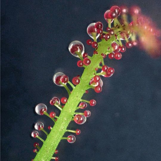 Ein karnivores Blatt von Triphyophyllum peltatum mit Drüsen, die zum Fang von Insekten eine klebrige Flüssigkeit absondern. Ein karnivores Blatt von Triphyophyllum peltatum mit Drüsen, die zum Fang von Insekten eine klebrige Flüssigkeit absondern.