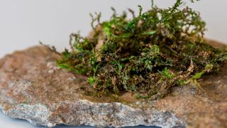 Das Lebermoos Radula perrottetii enthält eine dem THC verwandte Substanz. ((c) Stefan_Fischer)