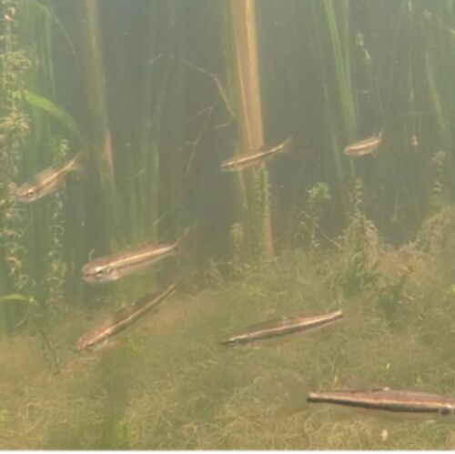 The study found in murkier water, fish took longer to move towards the food than those in clear water, but individuals in larger groups responded more quickly overall.(Source:  Christos Ioannou)