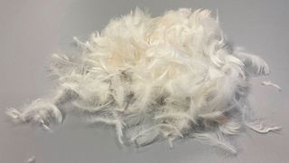 Federn enthalten Keratin, ein wasserunlösliches Strukturprotein, aus dem sich Bestandteile von Klebstoffen herstellen lassen. (Bild: Fraunhofer IGB)