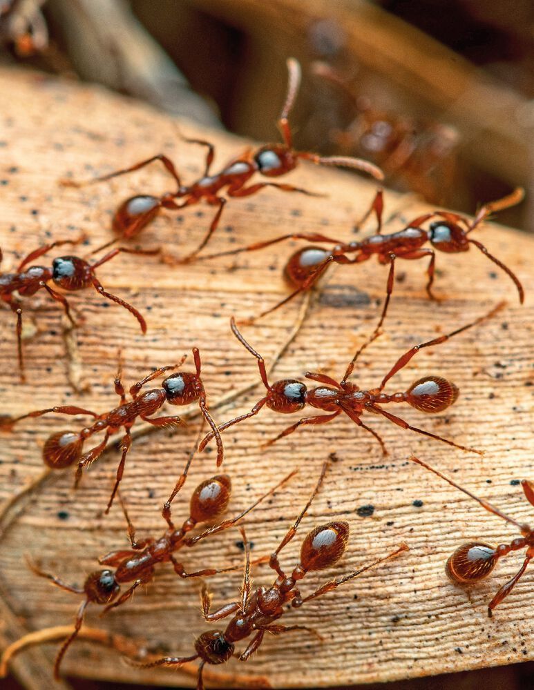 Treiberameisen der Gattung Aenictus sind in Afrika und Australasien weit verbreitet. Obwohl sie nicht häufig sind, fallen sie durch ihre Kolonnen tausender Ameisen auf, die sich hektisch durch den Wald bewegen.