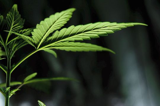 Ob sich Cannabinoide gegen Parkinson-Symptome einsetzen lassen, haben Forscher der Uni Innsbruck untersucht (Symbolbild). Ob sich Cannabinoide gegen Parkinson-Symptome einsetzen lassen, haben Forscher der Uni Innsbruck untersucht (Symbolbild).