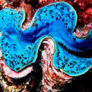 The photoprotective effect enables giant calms to live in very shallow tropical waters where there is enough light for photosynthesis, but also potentially harmful UV radiation levels.(Source:  Susann Rossbach)