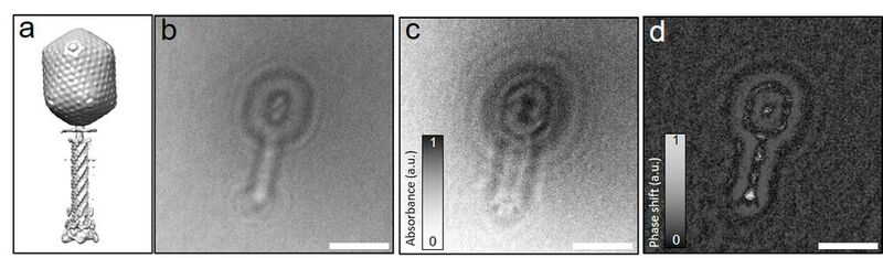 Image a shows the known structure of the bacteriophage T4 virus. Image b shows the recorded hologram. Image c and d are reconstructions that show the contrast from amplitude and phase respectively.