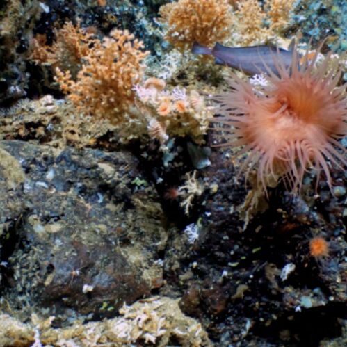Scientists have discovered extensive, ancient and modern deep-sea coral reefs within the Galápagos Marine Reserve – the first of their kind ever to be documented inside the marine protected area since it was established in 1998.(Source:  WHOI/NSF)