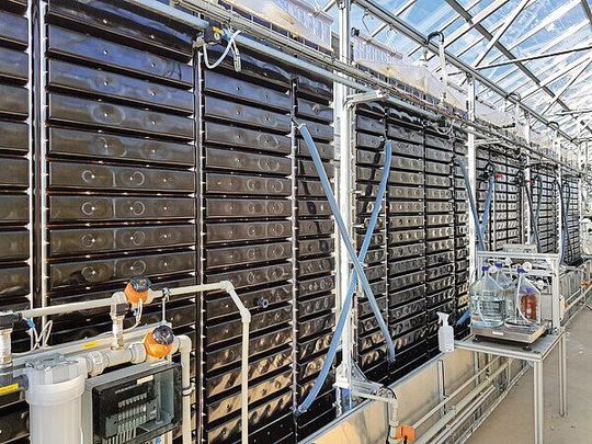 Im Projekt FuTuReS wurde untersucht, unter welchen Bedingungen und für welche Zwecke sich die Algenkultivierung in Photobioreaktoren lohnt. (Source:  Fraunhofer IGB)