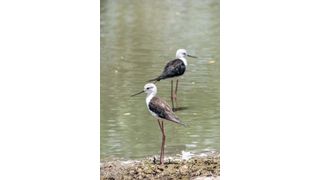 Cooler temperatures and certain migratory bird species, such as the black-winged stilts shown here, could increase transmission of avian flu within winter habitats. (Source: suphaporn - stock.adobe.com)