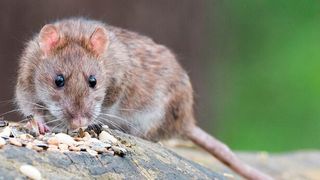 Ratten und andere Nagetiere können Träger gefährlicher multiresistenter Keime sein. Das hat eine aktuelle Studie an Großstadt-Ratten aus Wien gezeigt. (Symbolbild) (gemeinfrei)