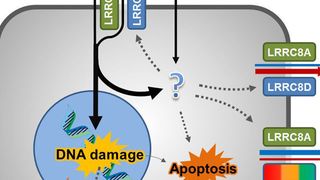 Die Zytostatika Cisplatin und Carboplatin sowie der proapoptotische Naturstoff Staurosporin gelangen in kleinen Mengen durch passive Diffusion über die Plasmamembran in die Zelle. (Ausschnitt) (Bild: Thomas Jentsch, MDC/FMP)