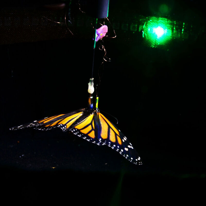 Ein Monarchfalter orientiert sich im Flugsimulator an einem Lichtpunkt. Zeitgleich zeichnen Mikroelektroden seine Hirnaktivität auf.